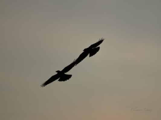 Vögel 0207026
